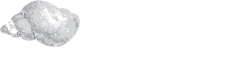 Amorgi Studios