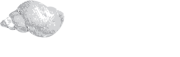 Amorgi Studios
